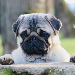 Captain America - Pug