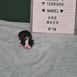 Mabel - Brindle and white female Boston Terrier puppy in Beaverdam, Virginia from Howell Terriers