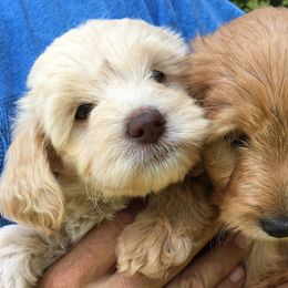 Aussiedoodles, Goldendoodles, and Labradoodles from Adirondack Labradoodles