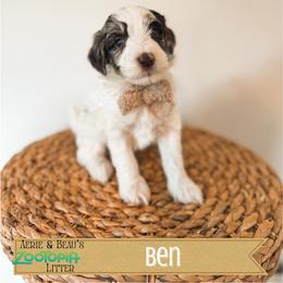 Ben - Merle male Goldendoodle puppy in Soddy Daisy, Tennessee from The W Doods