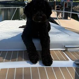 Otis - Goldendoodle