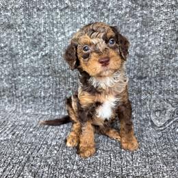 Opal - Merle female Goldendoodle puppy in Chattanooga, Tennessee from Hilltop Cuddle Pups