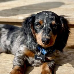 Louie - Dachshund
