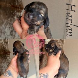 Harlan - Cream male Dachshund puppy in Hornbeck, Louisiana from A&Z Mini Dachshunds