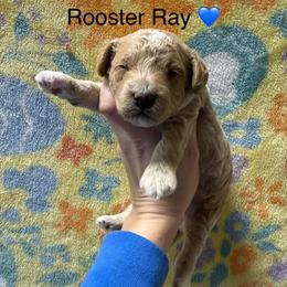 Rooster Ray - Apricot male Poodle puppy in Greensburg, Kentucky from Doodle Me Crazy