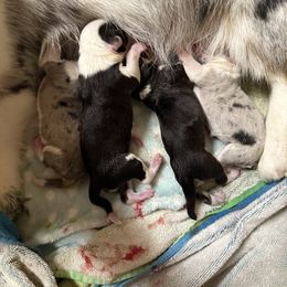 Olaf - Black and white male Cardigan Welsh Corgi puppy in Atascadero, California from California Corgis and Kunes