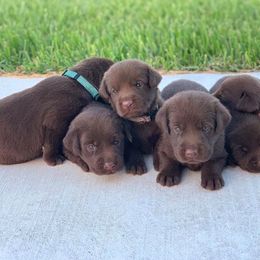 Dachshund and Labrador Retriever Puppies from Rockin M Kennel