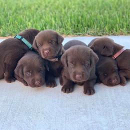 Dachshund and Labrador Retriever Puppies from Rockin M Kennel