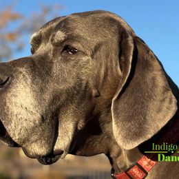 Rubee - Great Dane
