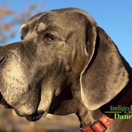 Rubee - Great Dane