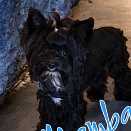 Mamba - Yorkshire Terrier