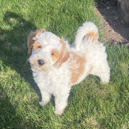 Brown Male - Parti male Goldendoodle puppy in Great Falls, Montana from Montana Goldendoodles