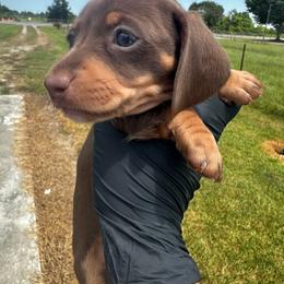 Nala - Chocolate and tan female Dachshund puppy in Nederland, Texas from M & M Pups
