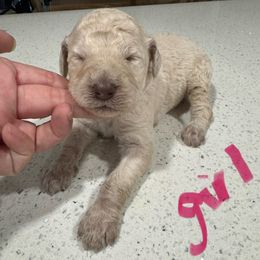 Girl 2 - Cream female Aussiedoodle puppy in Florida from Doodles & Danes