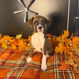 Girl 4 - Brindle female Boxer puppy in Prestonsburg, Kentucky from Diamond Standard Boxers