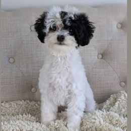 Lambo - Poodle