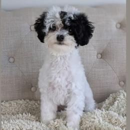 Lambo - Poodle