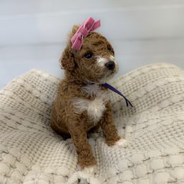 Goldendoodle and Poodle Puppies from Jade’s Paws & Co. Of Miami LLC
