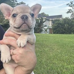 Louie - Cream male French Bulldog puppy in Jacksonville, Florida from Jacksonville Frenchies