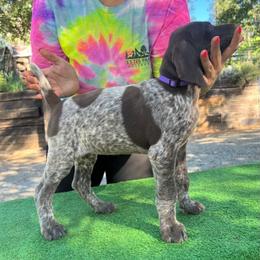 German Shorthaired Pointer Puppies from Kahaka Kennels