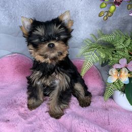 Kira - Black and tan female Yorkshire Terrier puppy in California from Yorkie & Maltese Royalty