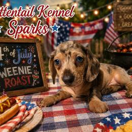 Sparks - Dapple male Dachshund puppy in Hudson, Michigan from Mittentail Kennel Miniature Dachshunds & Australian Shepherds