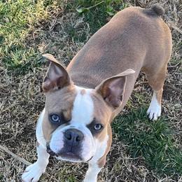 Jade - Boston Terrier