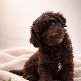 Red - Brown and white male Aussiedoodle puppy in Byron, Georgia from Southern Olive Doodles 🫒
