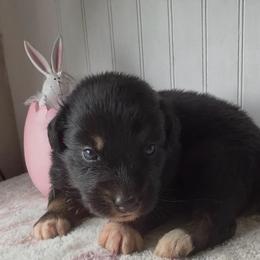 Bunny - Black tri-color female Australian Shepherd puppy in Windsor, New York from Double B Aussies