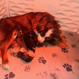 Toy Australian Shepherd puppies from Stellar Aussies