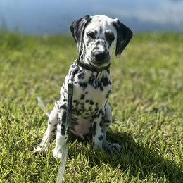 Green Boy - White and black male Dalmatian puppy in Stokesdale, North Carolina from Cosmic Spots Dalmatians