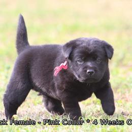 Queenie (Pink Collar) - Black female Dilute Retriever puppy in Little Rock, Arkansas from Charcoal And Silver Labs
