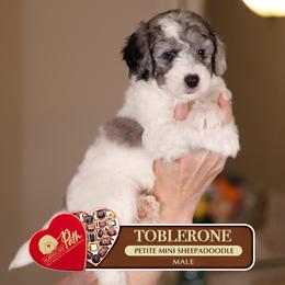Toblerone - Blue merle and white male Sheepadoodle puppy in Cleveland, Tennessee from Narrow Path Old English & Sheepadoodles