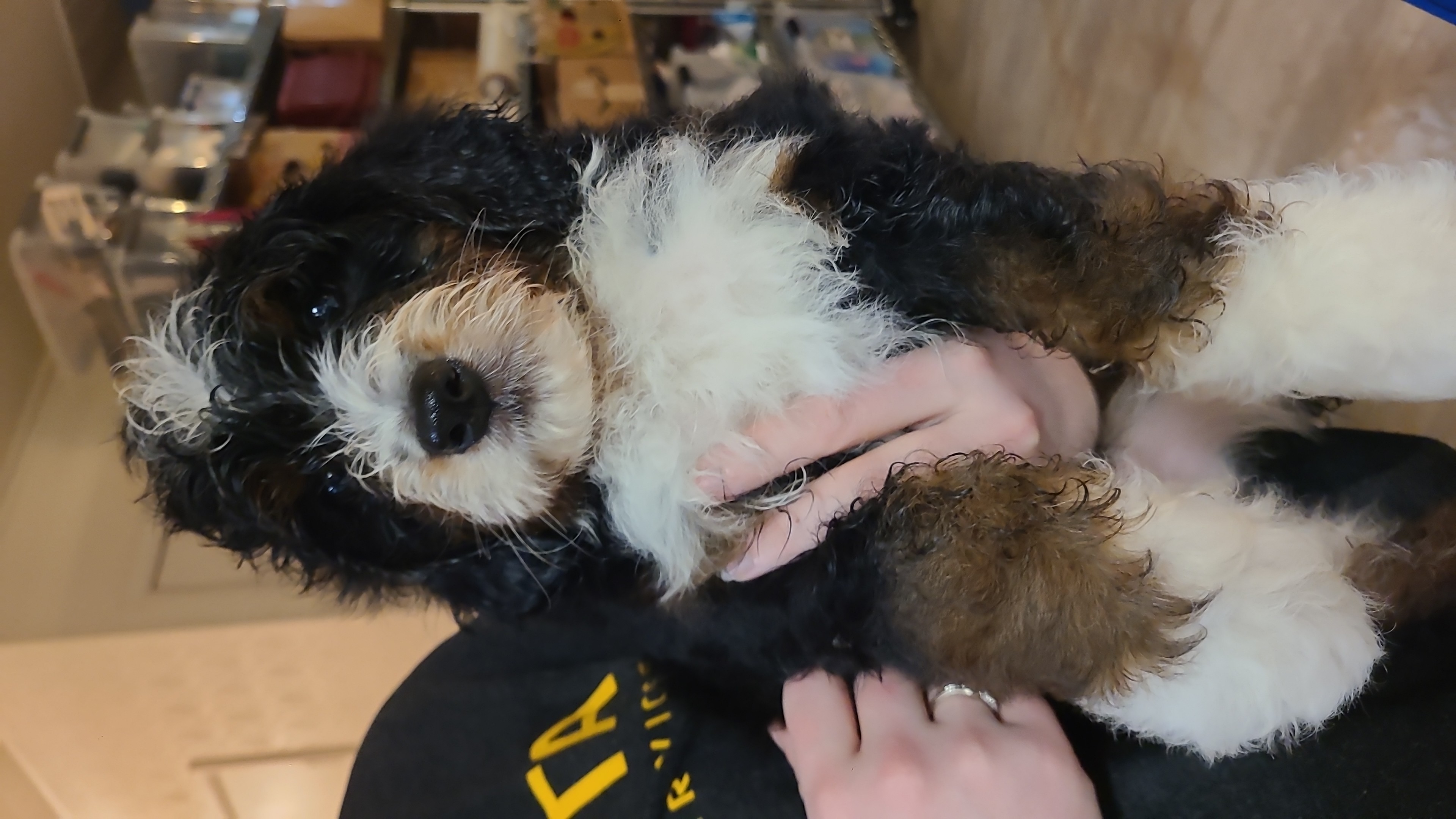 Bernedoodle and Double Doodle Puppies from Cloud Nine Doodles