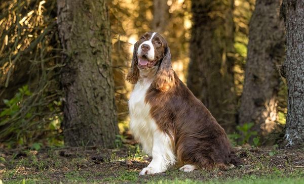 Liver and white English Springer Spaniel sitting with a forest in the background