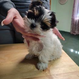 Play boy - Yorkshire Terrier