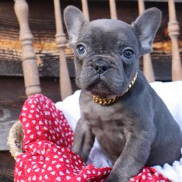 Zeus - Blue male French Bulldog puppy in Hudson, North Carolina from Pawsh Petites