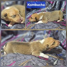 Kombucha - Sable and white male Collie puppy in Eldorado, Kansas from Prairie Creek