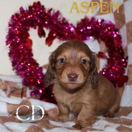 Aspen - Red female Dachshund puppy in Huntington, Texas from Camacho_Dachshunds