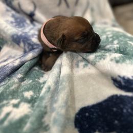 Cane Corso Puppies from Last Frontier Cane Corsos