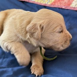 Ms. Green - Light golden female Golden Retriever puppy in Brentwood, California from Golden M Family Farms