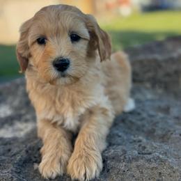 Virginia - Apricot female Goldendoodle puppy in Twin Falls, Idaho from Magic Valley Family Doodles