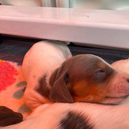 Boy2 - Piebald male Dachshund puppy in Stockton, California from Royalty Weenies