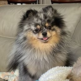 Echo - Pomeranian