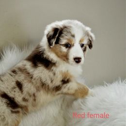 Australian Shepherd Puppies from Winsome Aussies
