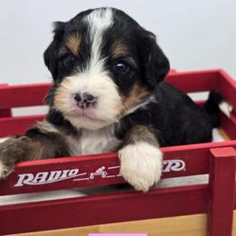 Peggy - Tri-color female Bernedoodle puppy in Neillsville, Wisconsin from Granton Creek