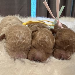 Yellow girl - Cream female Poodle puppy in Waskom, Texas from Pearls & Curls doodles & poodles