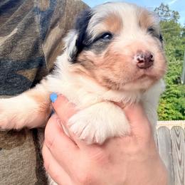 Barney - Blue merle male Australian Shepherd puppy in Ashland, Ohio from SS Australian Shepherds