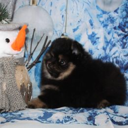 SCOUT - Black and tan male Pomeranian puppy in Memphis, Michigan from Magix'z Pomeranians