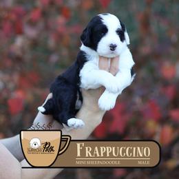 Frappuccino - Black and white male Sheepadoodle puppy in Cleveland, Tennessee from Narrow Path Old English & Sheepadoodles